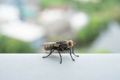 Legyek és szúnyogok elleni módszerek